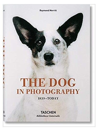 The Dog In Photography 